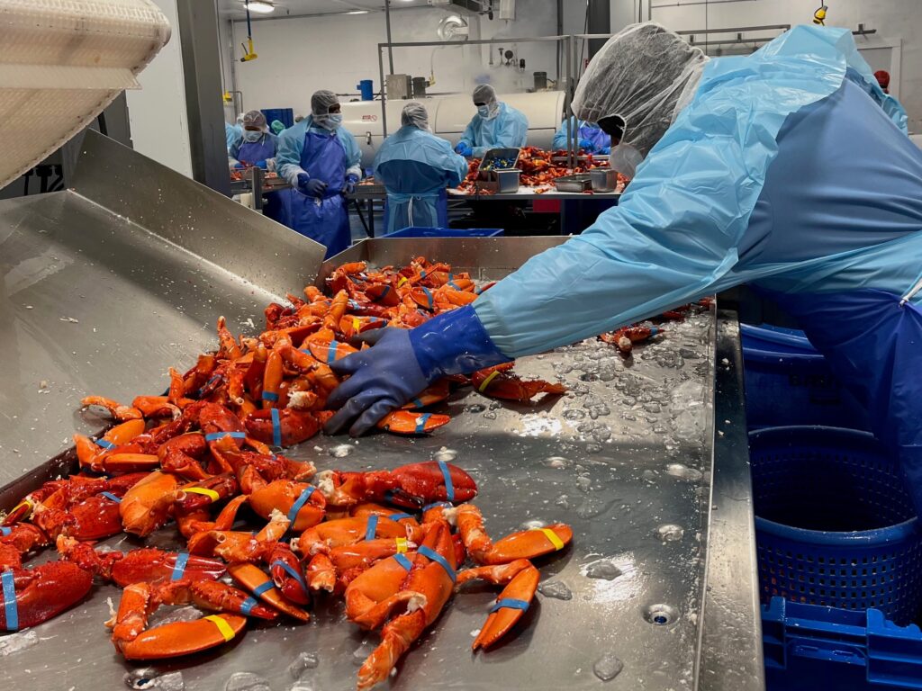 Maine traps $1 billion of lobster a year. But is that at risk?